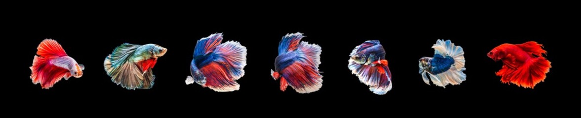Group of beautiful small siam betta fish with black isolate background