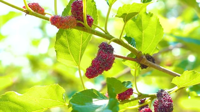 Slow motion shot Mulberry Hanging on Tree Branches