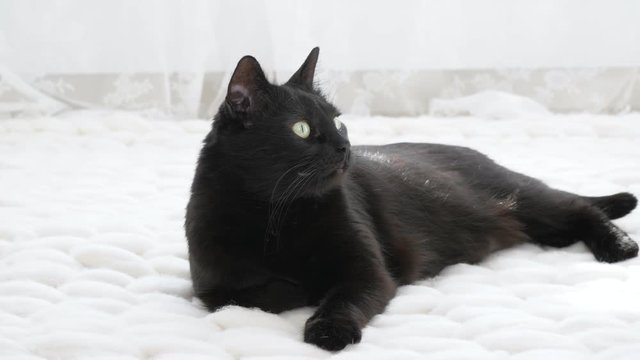 Black cat relaxing on white knitted merino plaid
