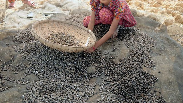 Close-up on woman sorting river clams on the ground