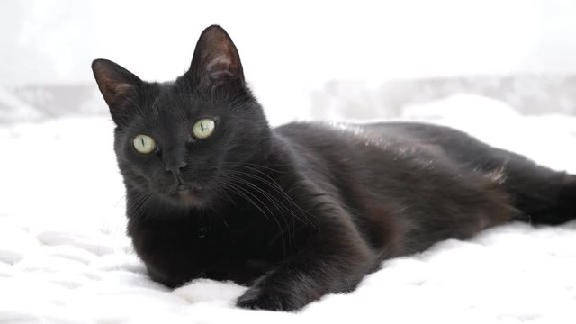 Black cat relaxing on white knitted merino plaid