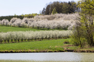 Cherry tree orchard with pond, Czech landscape