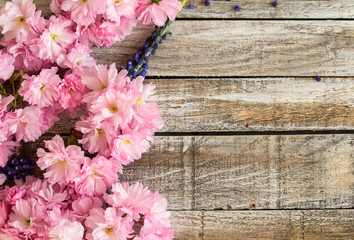 Naklejka na ściany i meble Red cherry blossom with grape hyacinth on white wood texture