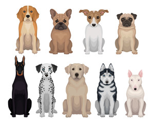 Detailed flat vector set of dogs of different breeds. Domestic animals. Design for poster of animal clinic, kennel club, zoo store