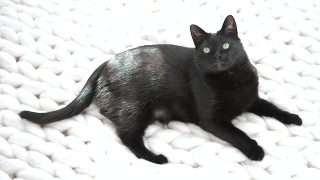Black cat relaxing on white knitted merino plaid