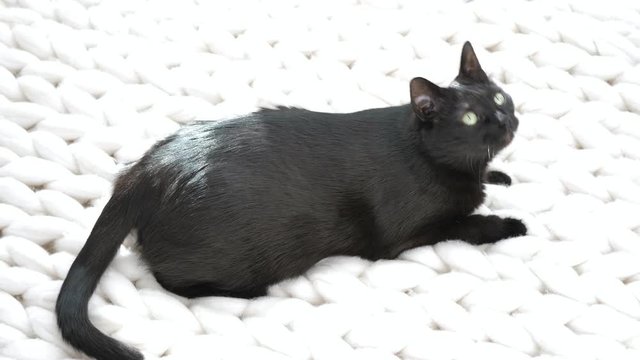 Black cat relaxing on white knitted merino plaid