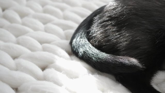 Black cat relaxing on white knitted merino plaid