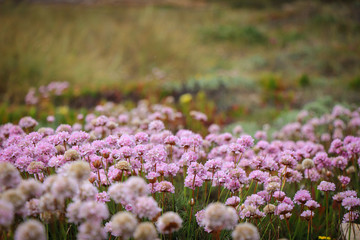 Obraz premium Field with pink flowers on a spring day