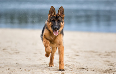 shepherd dog runs on the beach