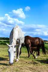 Obraz premium Two wild horses on meadow field