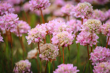 Field with pink flowers on a spring day