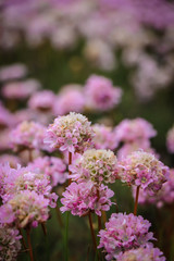 Field with pink flowers on a spring day