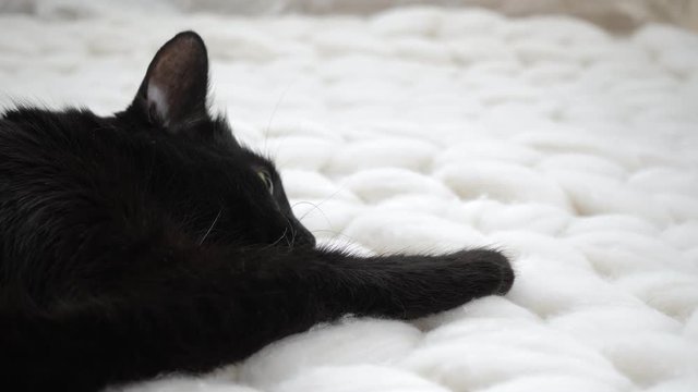 Black cat relaxing on white knitted merino plaid