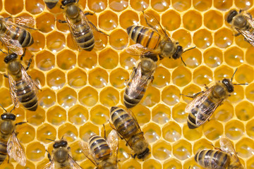 Bees on honeycombs. Bees work in a team.