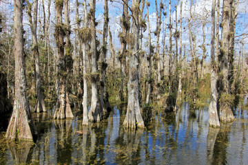 Fototapeta premium Bald Cypress Trees, Taxodium distichum, swamp, Everglades National Park, Florida The Sunshine State, USA
