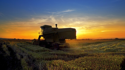Fototapeta premium A combine harvester harvesting an oats crop at sunset