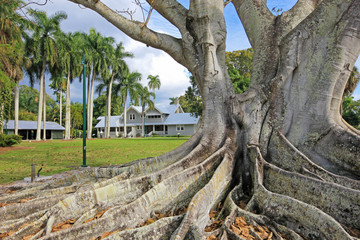 Huge Banyan tree or Moreton Bay fig in the back of the Edison and Ford Winter Estates in Fort...
