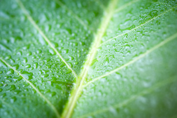  Soft Focus nature background texture  green leaf with water drop.