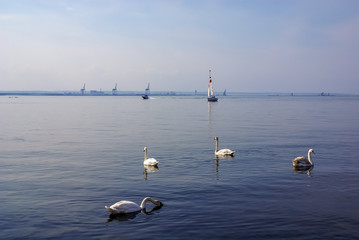 View of Birds of paradise (Polish: Ptasi Raj) nature reserve at Sobieszewo island in Gdansk.