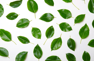 Green leaves isolated on white