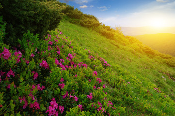 Mountain landscape on sun