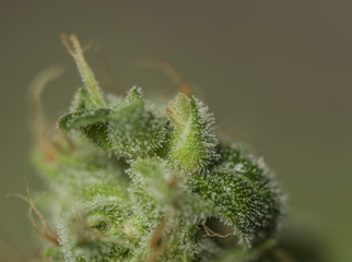 Macro view for OG kush variety of medical marijuana