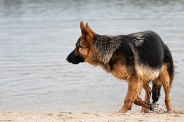 Wet Shepherd dog on the beach