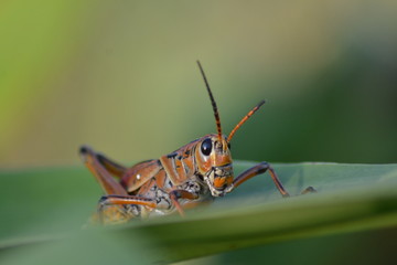 Grasshopper Closeup