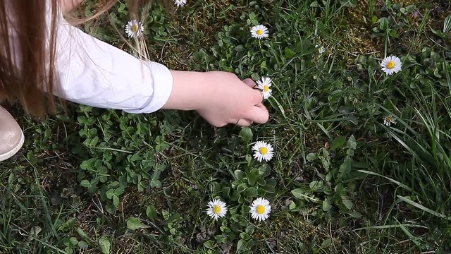 Young girl picking early spring daisy flowers