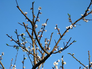 Spring flowering of a tree