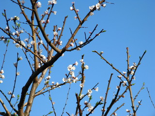 Spring flowering of a tree