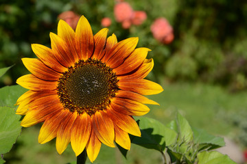 Obraz premium Garten 798