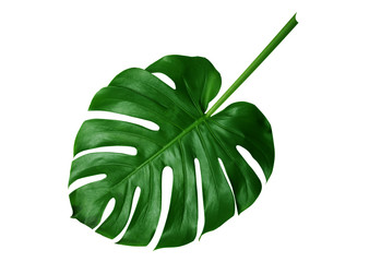 Tropical green leaves on white background - obrazy, fototapety, plakaty
