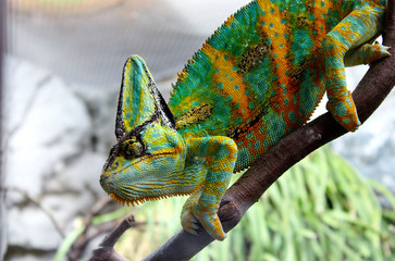 Obraz premium Colorful Chameleon at Cologne Zoo Photograph