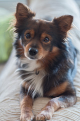 Perro con mirada cariñosa