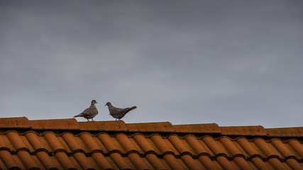 Germany, Red roof ridge with two doves standing facing each other