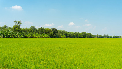  The rice fields that are replenishing and rice fields after harvest