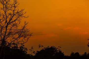 The trees and the sunset