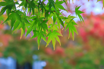 Obraz premium Natural background of Japanese maple leave close up in autumn season at Kyoto, Japan