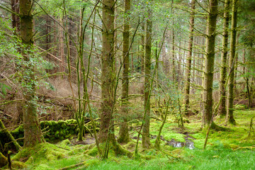 Fototapeta na wymiar Scenic forest in Scotland UK