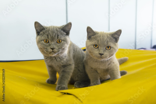 Two Cute British Shorthair Kittens Stock Photo And Royalty Free