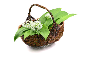 Fototapeta na wymiar ramson wild garlic leaves and flower heads in a basket on white isolated background