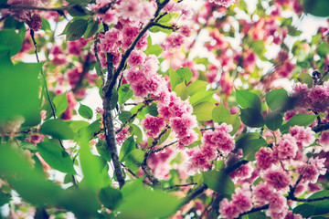 Obraz premium Rosa Kirschblüten im Frühling