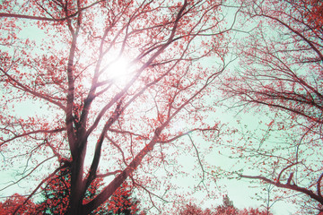 Colorful sunlight at Dortmund Romberg botanic garden of the European Garden Heritage Network