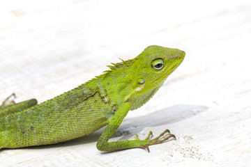 Obraz premium Portrait of a small green iguana in profile on the tropical island Bali, Indonesia. Close up