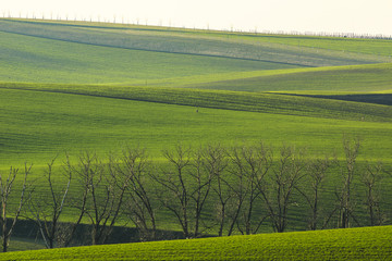 Green fields in South Moravia Region in Spring