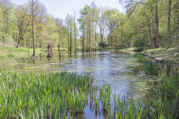 Obraz premium Taxodium trees at Romberg Park of the European Garden Heritage Network