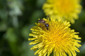 Bee feeding on dandelion flower. Wild yellow flower and honey-bee in nature, close up