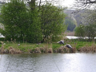 dzikie gęsie.wiosna © barbara