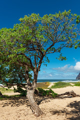 Fototapeta na wymiar a single tree at barking sands beach kauai hawaii